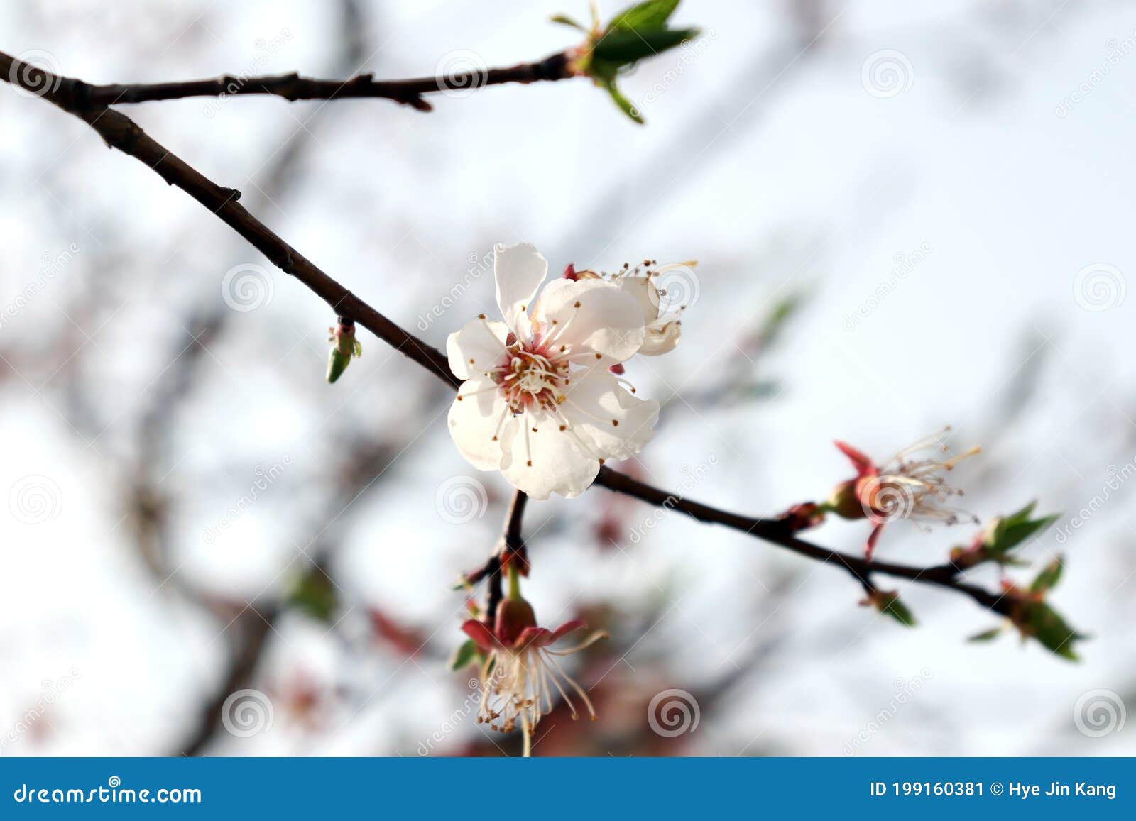 close-upÃÂ imageÃÂ ofÃÂ theÃÂ cherryÃÂ blossomÃÂ treeÃÂ andÃÂ itsÃÂ branches.